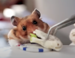 Tiny Hamster eating tiny burrito